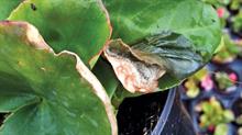 Botrytis produces patchy leaf tips on plants such as begonia - credit: Dove Associates